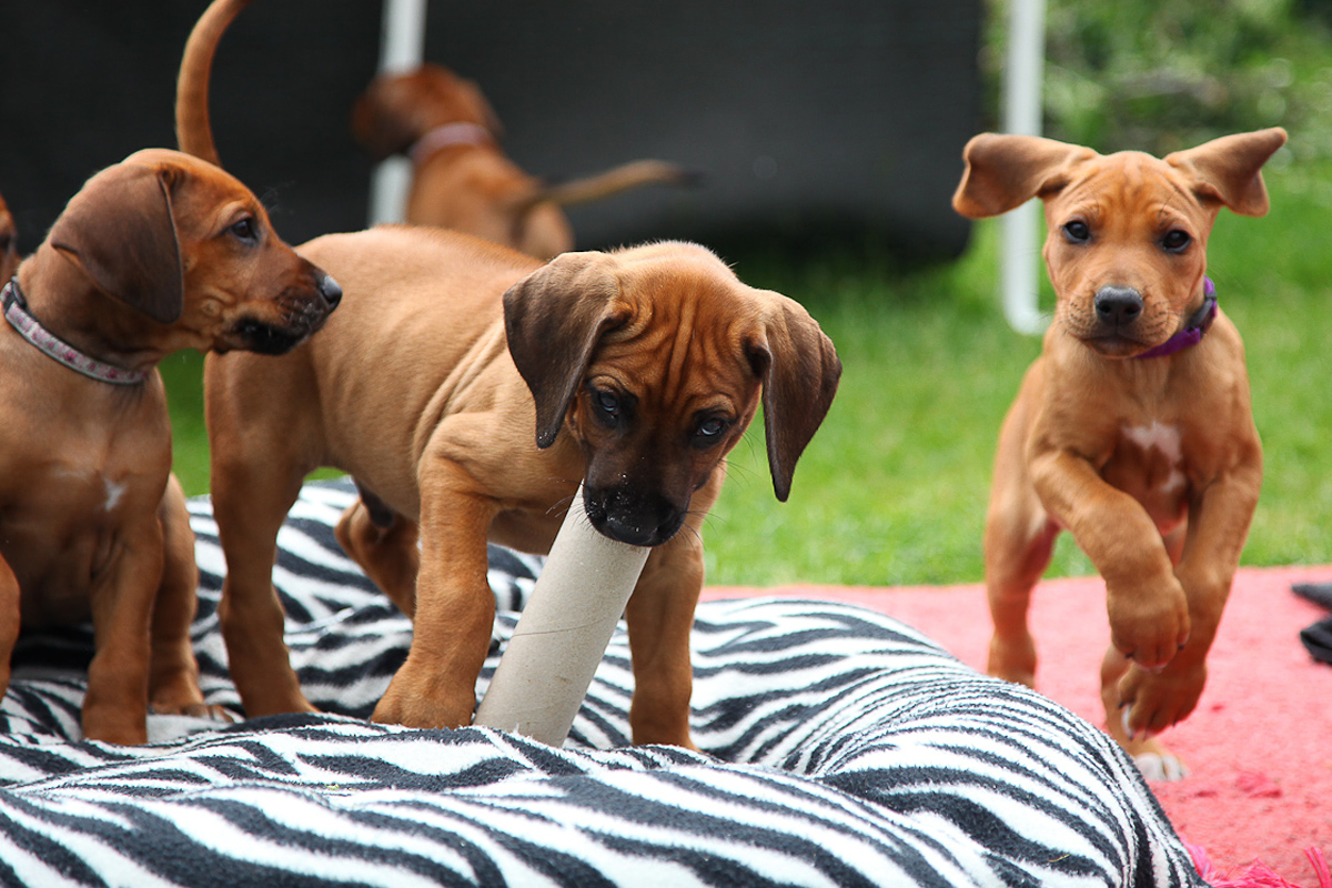 rhodesian ridgeback valp rhodesian ridgeback valp