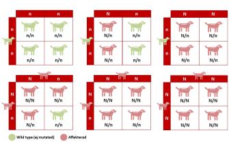 <p>Autosomal dominant arvsgång.</p><br />
