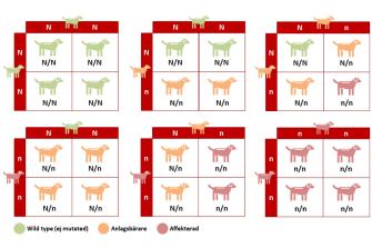 <p>Autosomal recessiv arvsgång.</p><br />
